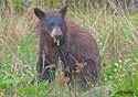 Ursus americanus